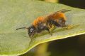 Andrena fulva (cfr.)